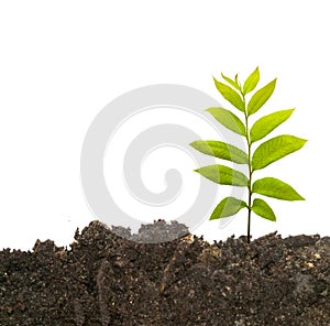 Tree shoot in earth