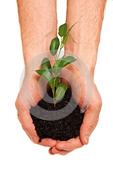 Tree shoot in hands