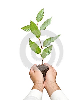 Tree shoot in hands
