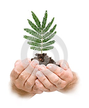 Tree shoot in hands
