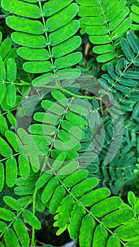 Tree shoot nature background