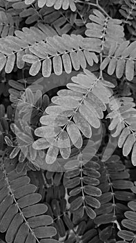 Tree shoot nature background