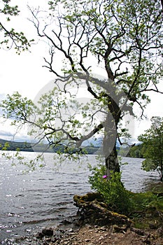 Tree on shore