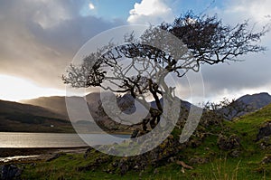 Tree on the shore