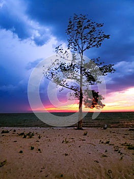 A tree on the shore that envelops the sunset