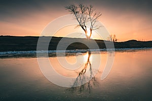 Tree on the shore of frozen lake at sunrise