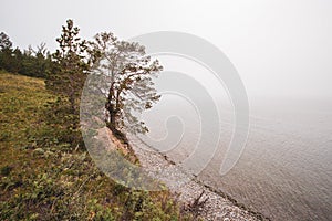 A tree on the shore of Lake Baikal in the fog.