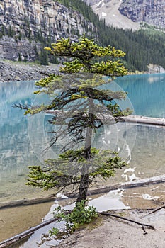tree on the shore of the lake
