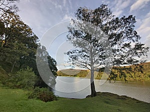 A tree from the shore of Lake Windermere, Lake District, Cumbria, England