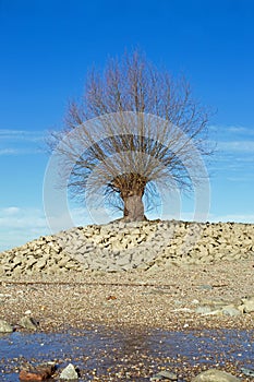 Tree at the shore of the Rhine Rhein