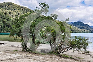 Tree on the shore, Road of the Seven Lakes, Argentina