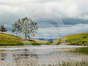 A tree on the shore of School Knot Tarn: a small body of water in the English Lake District