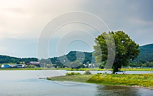 Tree on the shore of Zemplinska Sirava in summer