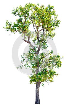 Tree `Shorea obtusa Wall. ex Blume` isolated