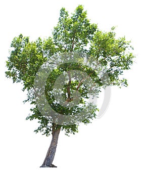 Tree `Shorea obtusa Wall. ex Blume` isolated on white background