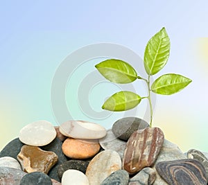 Tree shot growing from pebbles