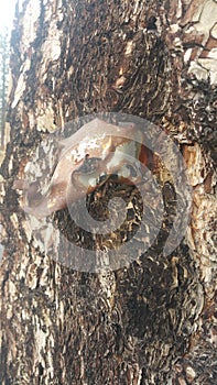 Tree shrapnel