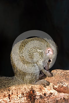 Tree Shrew