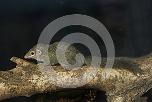 Tree Shrew