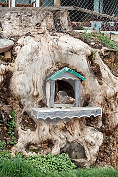 Tree Shrine, Falam, Myanmar (Burma)