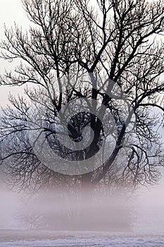 Tree shrouded in mist
