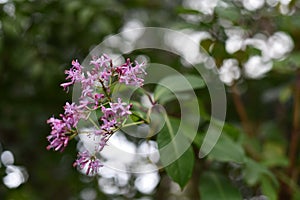 Tree or shrub with purple flowers in a greenhouse in the Botanical Garden of Moscow University `Pharmacy Garden` or `Aptekarskyi o