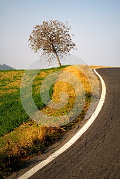 Tree by the side of a road