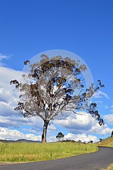 A tree by the side of the road in rural Australia