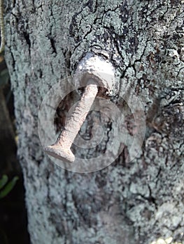 tree on side street gogreen