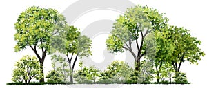 Tree side view isolated on white background for landscape