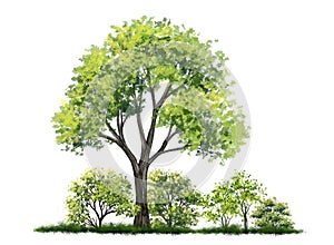 Tree side view isolated on white background for landscape