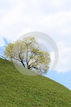 Tree on a sidehill in spring.