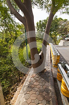 Tree on the sidewalk