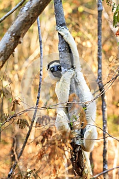 Tree Sifaka photo