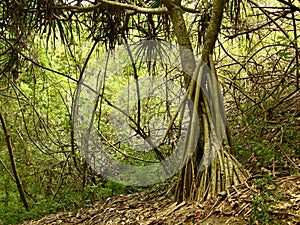 Tree at Sigatoka