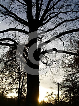 Tree Sihouette
