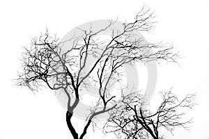 Tree silhouette