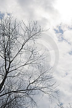 Tree silhouette