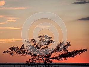 Tree Silhouette