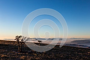 A tree silhouette above a sea of fog and mountains