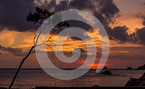 Tree silhouette against a beautiful sunset.