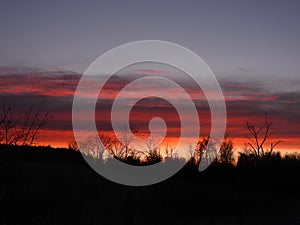 Tree silhouette against blue and orange sunset