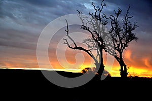 Tree silhouette against a evening sunrise