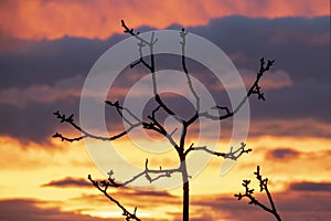 Tree silhouette against sunset sky