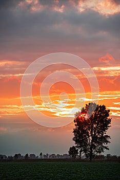 Tree silhouette against a tree silhouette