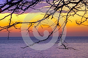 Tree silhouette background sea sunset