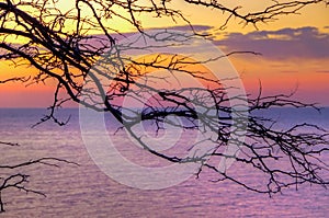 Tree silhouette background sea sunset