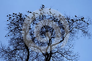 Tree silhouette with birds