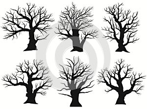 Tree Silhouette. Black bare oak outline. Detailed image. Vector