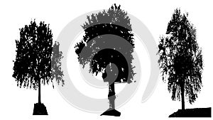 Tree silhouette black vector. Isolated set forest trees on white background.Black and White Vector Shape.